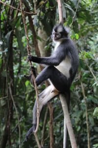 Thomas leaf monkey at mount leuser national park, in north sumatra province, indonesia. 