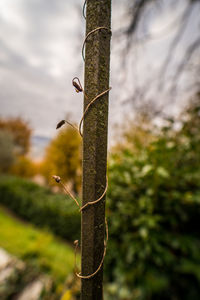 Close-up of lizard on tree trunk against sky