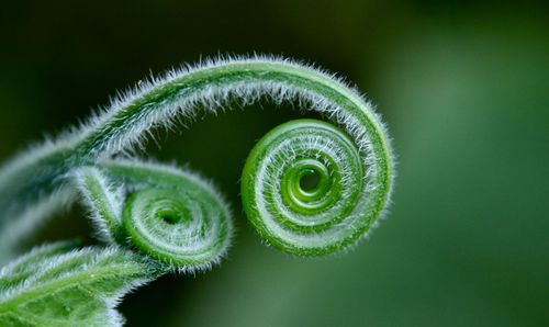 Close-up of tendril