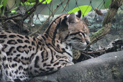 Close-up of a ocelot lying on land