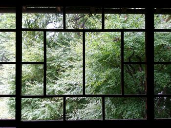 View of trees seen through window