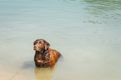 High angle view of dog in water