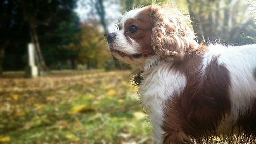 Close-up of dog looking away