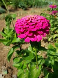 Close-up of pink flower blooming outdoors