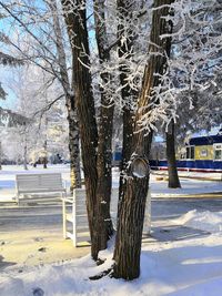 Snow covered bare trees in park during winter