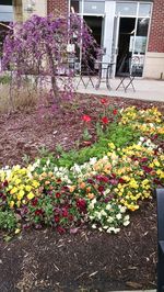 Pink flowers blooming in park