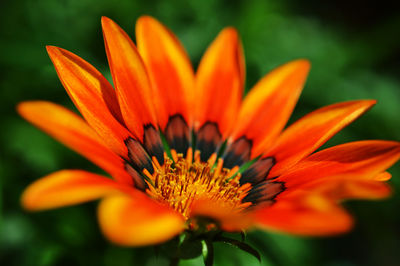 Close-up of orange flower blooming outdoors