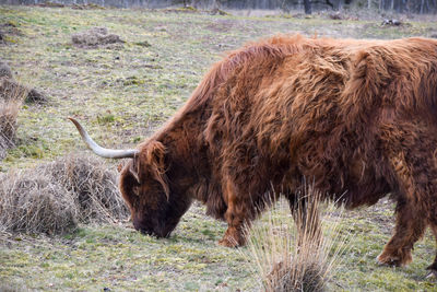 Highlander in a field