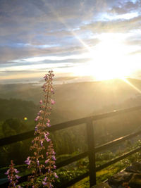 Close-up of flowers growing in field against sky at sunset