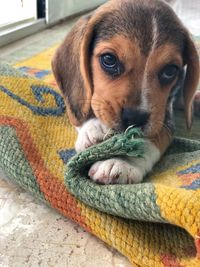 Close-up of puppy relaxing at home