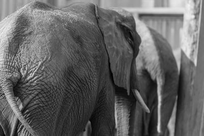 Close-up of elephant