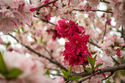 Close-up of pink cherry blossoms in spring