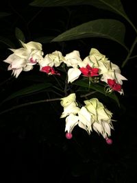 Close-up of white flowering plant