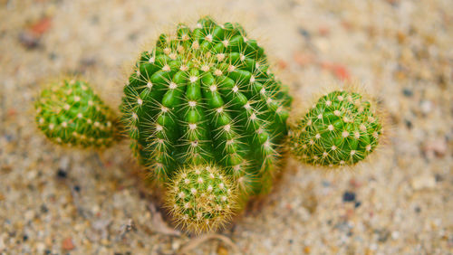 Close-up of succulent plant