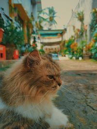 Close-up of a cat looking away