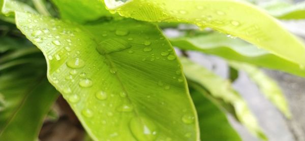Close-up of wet plant leaves