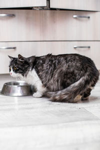 Cat lying on floor at home