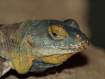 Close-up of lizard