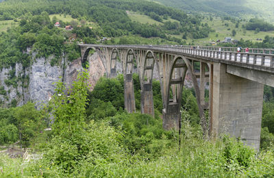 View of bridge in forest