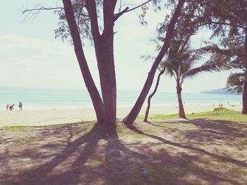 Trees on beach against sky