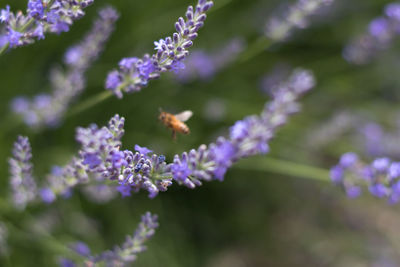 Close-up of purple flowers