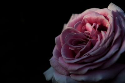 Close-up of pink rose against black background