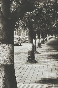 Footpath along trees