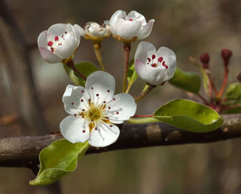 Close-up of white cherry blossom