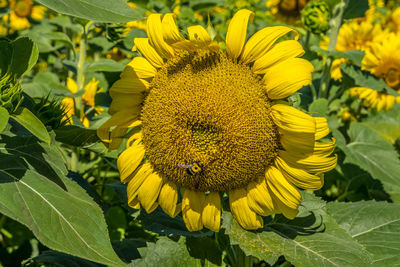 A bee totally covered in pollen collecting from a large yellow sunflower in full bloom closeup 