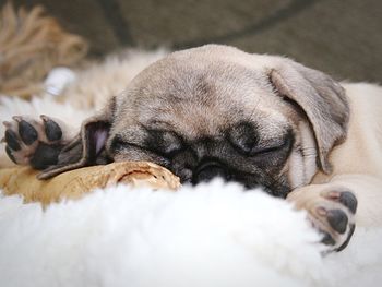 Close-up of pug sleeping on rug