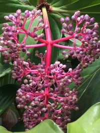 Close-up of pink flowers