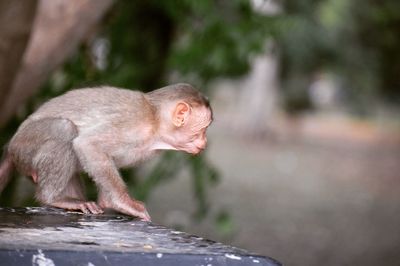 Close-up of monkey