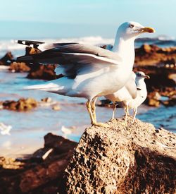 Seagull perching on rock