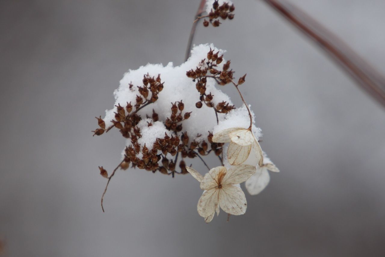 flower, white color, fragility, winter, season, close-up, focus on foreground, cold temperature, branch, nature, freshness, beauty in nature, snow, petal, growth, twig, frozen, stem, plant, white