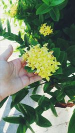 Close-up of yellow flowers