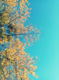 Low angle view of cherry tree against blue sky