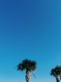 Low angle view of coconut palm tree against blue sky