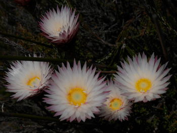 Close-up of fresh flowers blooming in park