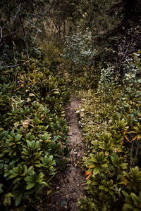 High angle view of plants growing on field