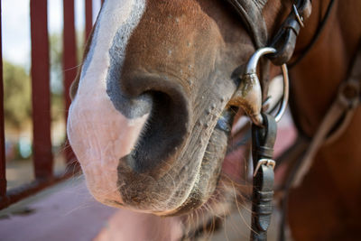 Horse nose close up