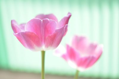 Close-up of pink flower blooming outdoors