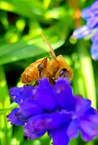 Close-up of bee pollinating on purple flower