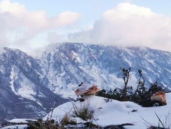 Scenic view of snow covered mountains against sky