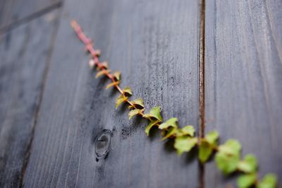 Close-up of wooden object