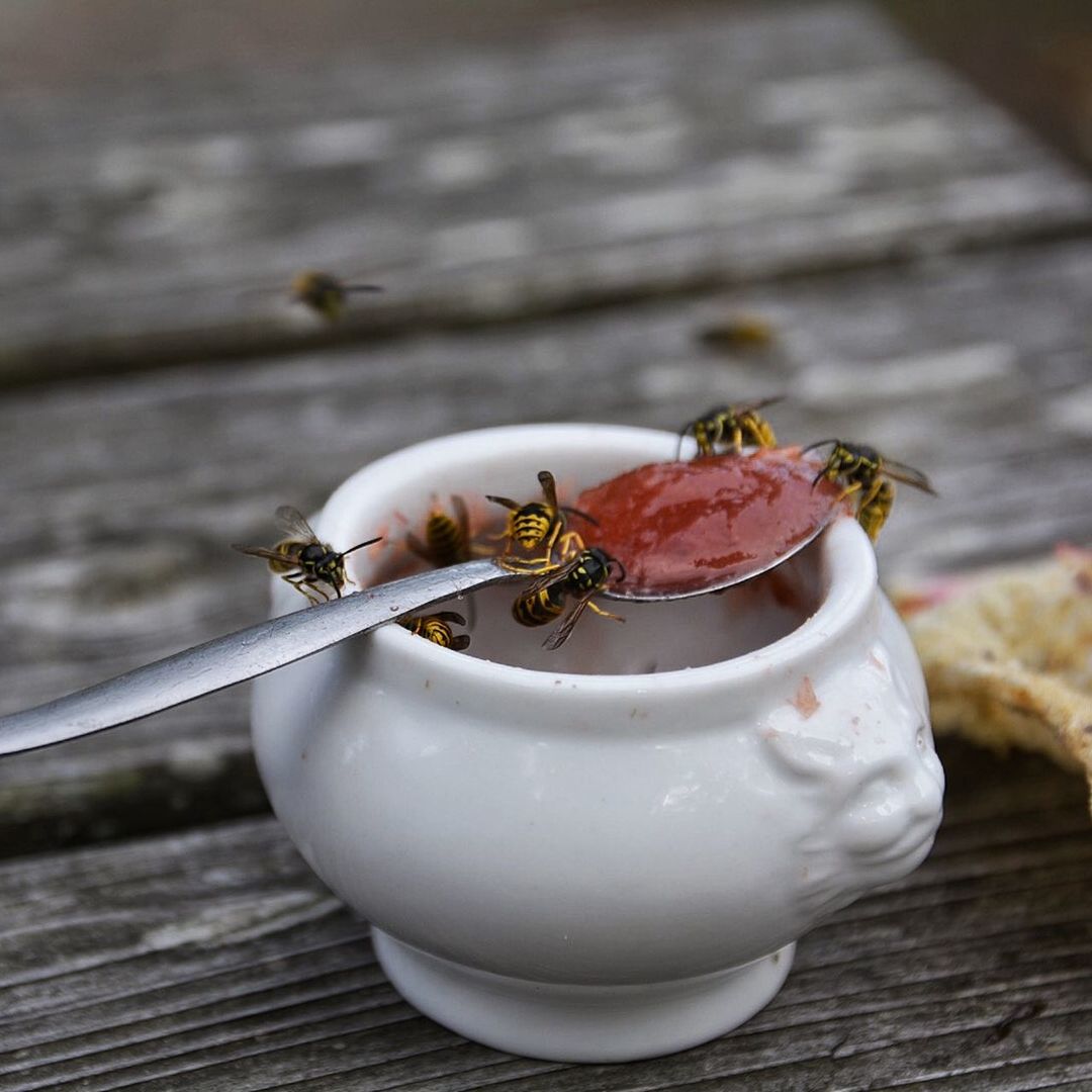 table, focus on foreground, close-up, wood - material, animal themes, wooden, indoors, one animal, insect, freshness, still life, food and drink, selective focus, animals in the wild, high angle view, wildlife, no people, day, plank, white color