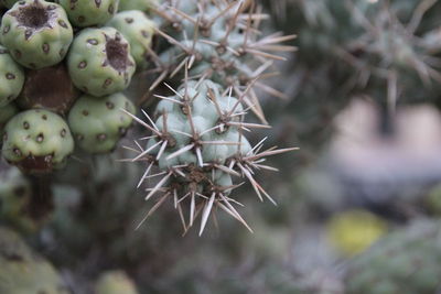 Close-up of succulent plant