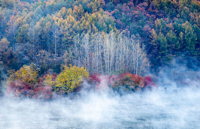 Scenic view of forest against sky during autumn