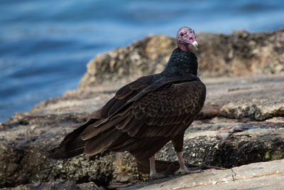 Close-up of vulture perching on rock