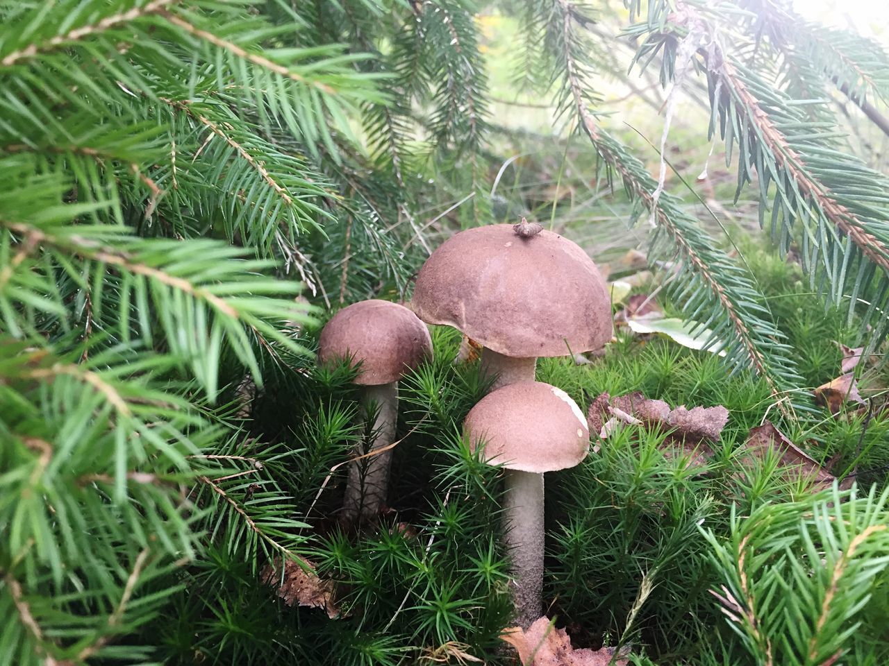 CLOSE-UP OF MUSHROOMS GROWING AMIDST PLANTS