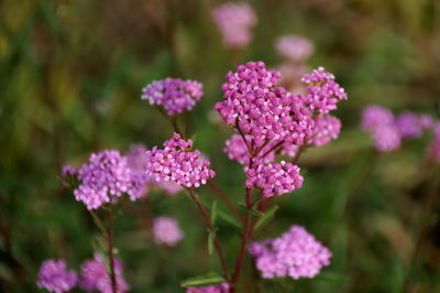 Close-up of pink flowers blooming outdoors